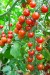 Cheery Tomato - Image 2